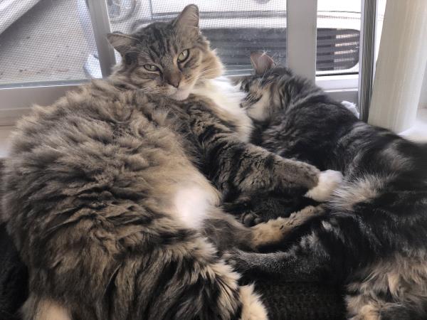 /Images/uploads/Friends of Seal Beach Animal Care Center/2022sbacc/entries/20817thumb.jpg